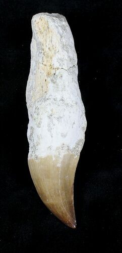 Rooted Mosasaur (Prognathodon) Tooth #20748